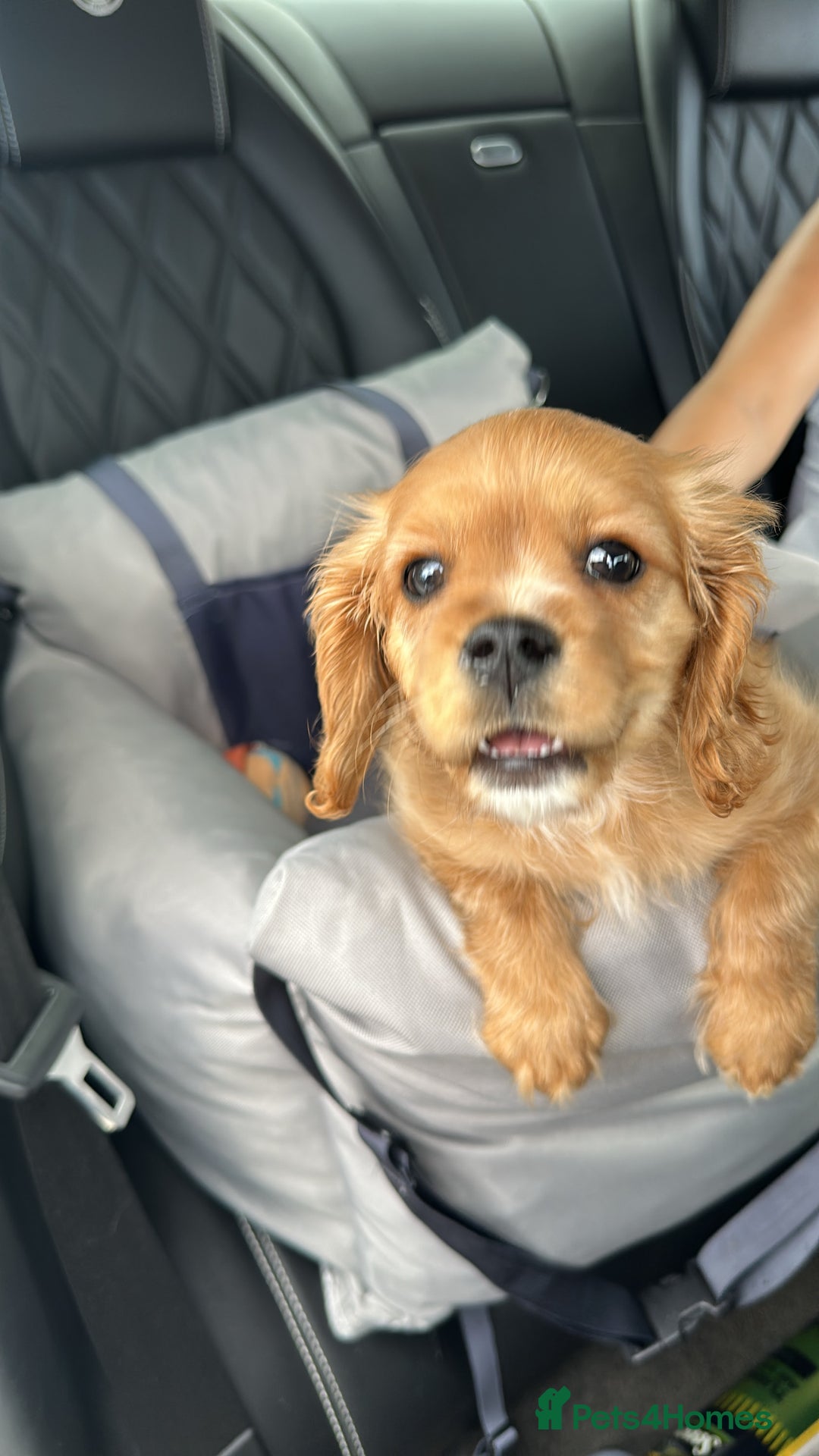 Cavachon dogs for sale: Adorable Cavachon F1B puppy  - Image 2