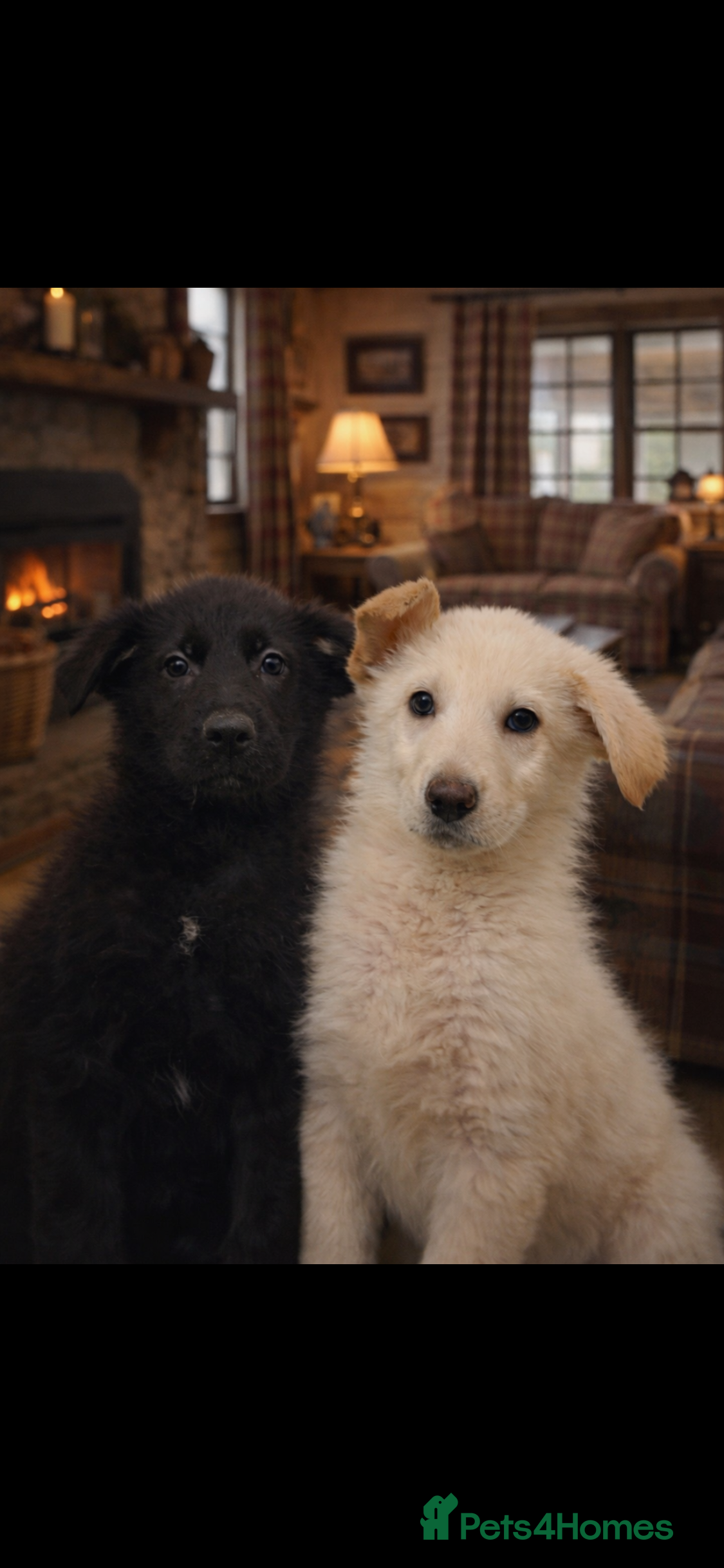 German Shepherd dogs German Shepherd puppies - Advert 1