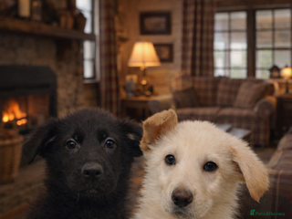 German Shepherd dogs German Shepherd puppies - Advert 1