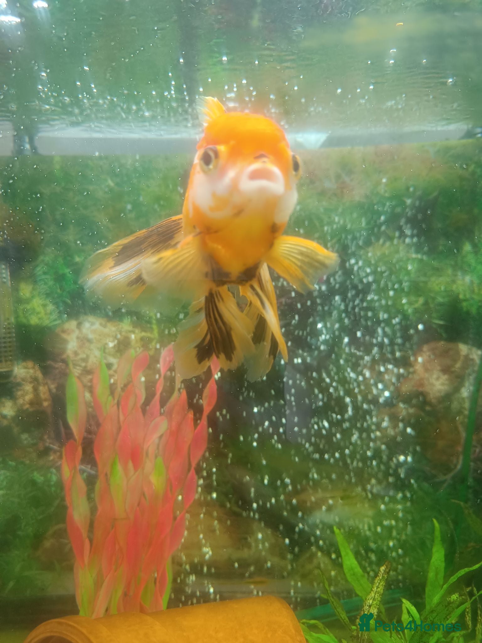 Fancy Goldfish fish Oranda 2+ years - Advert 7