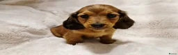 Miniature Dachshund dogs for sale: Longhair miniature dachshund puppys 🐶  - Advert 13