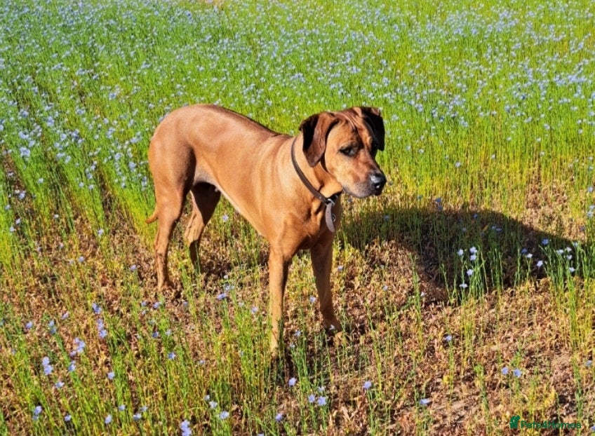 Rhodesian Ridgeback dogs Rhodesian Ridgeback Puppies KC Health Elb Hip JME - Advert 1