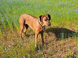 Rhodesian Ridgeback dogs Rhodesian Ridgeback Puppies KC Health Elb Hip JME - Advert 3