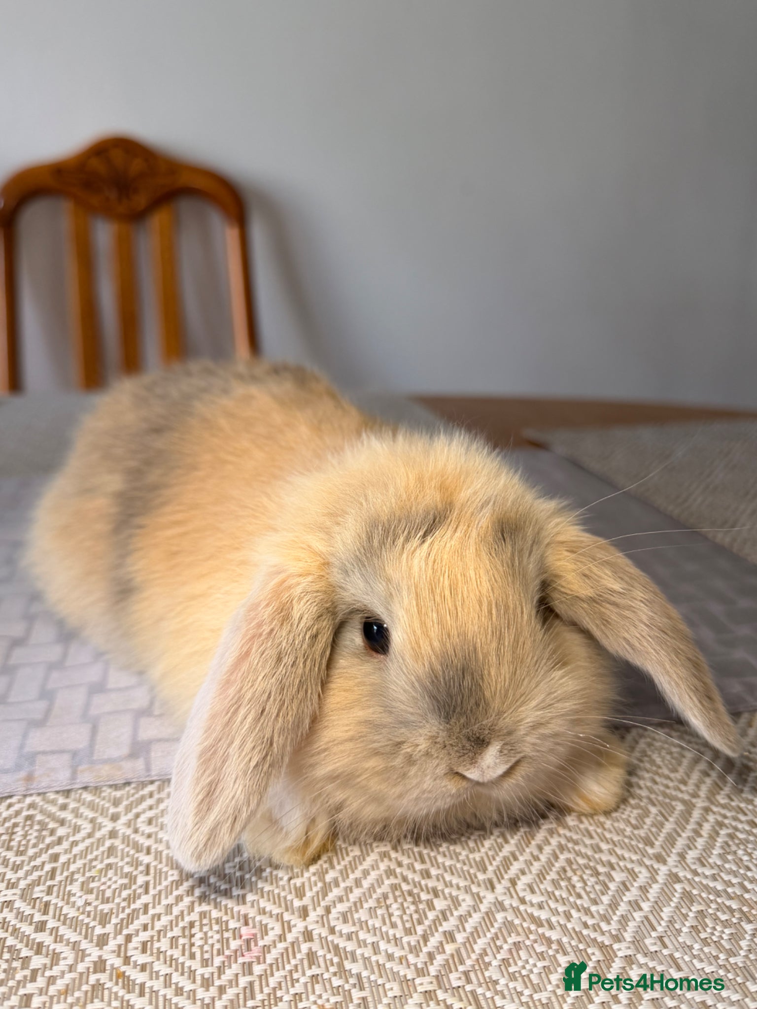 Mini Lop rabbits Mini lol rabbit  - Advert 1