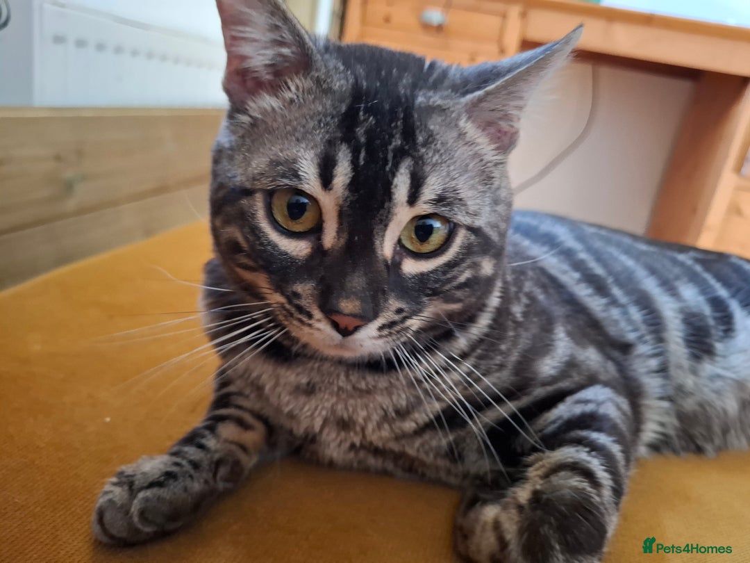 Bengal cats for stud: OUTSTANDING SILVER CHARCOAL BENGAL STUD - Image 8