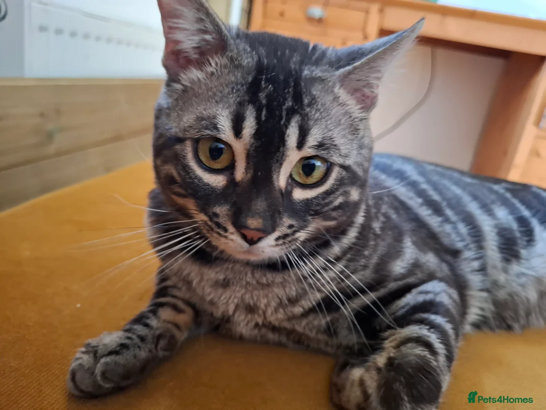 Bengal cats for stud: OUTSTANDING SILVER CHARCOAL BENGAL STUD - Advert 15