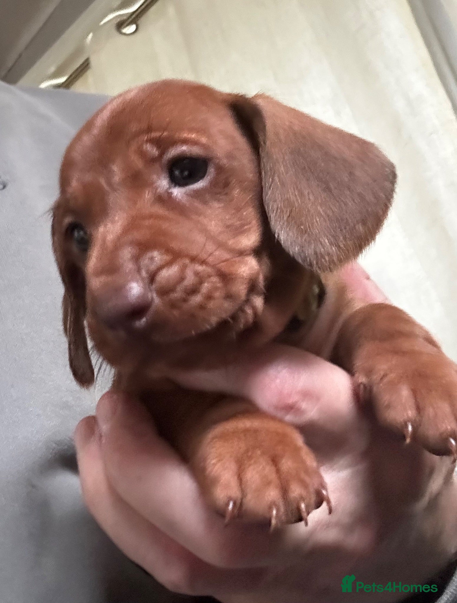 Dachshund dogs QUALITY KC STANDARD SMOOTH DAHSHUNDS  - Advert 2