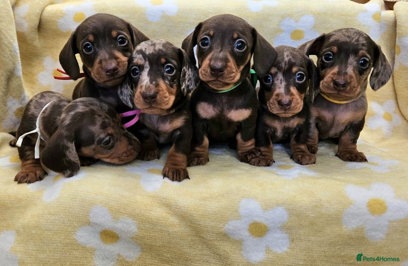Miniature Dachshund dogs Smooth coat mini dachshunds  - Advert 4