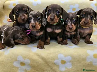 Miniature Dachshund dogs Smooth coat mini dachshunds - Advert 4