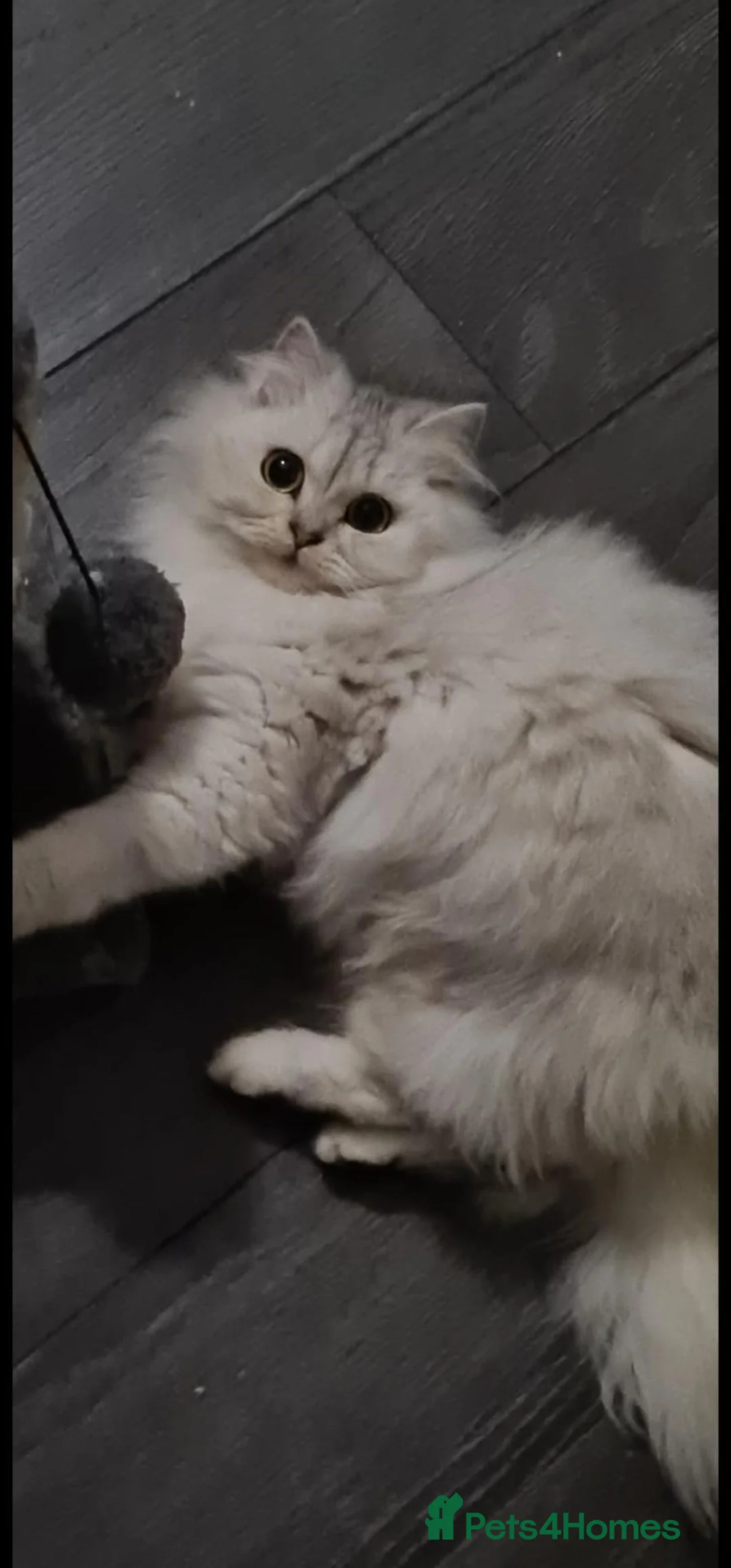 Mixed Breed cats for sale: Snow-white bsh/Persian cat - Advert 1