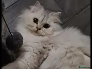 Mixed Breed cats Snow-white bsh/Persian cat - Advert 1