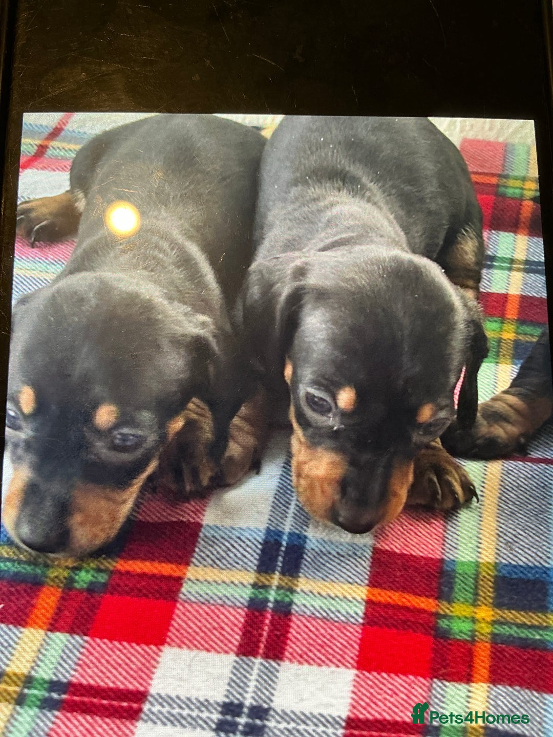Dachshund dogs for sale: Dachshund - Advert 7