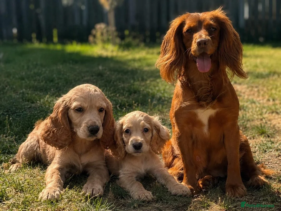 Cocker Spaniel dogs for sale: Cocker Spaniel Puppies - Advert 1
