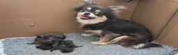 Chihuahua dogs for sale: Longhaired Blue Chihuahua pups - Advert 9