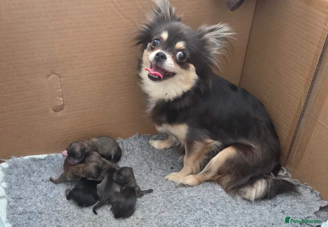 Chihuahua dogs for sale: Longhaired Blue Chihuahua pups - Advert 9
