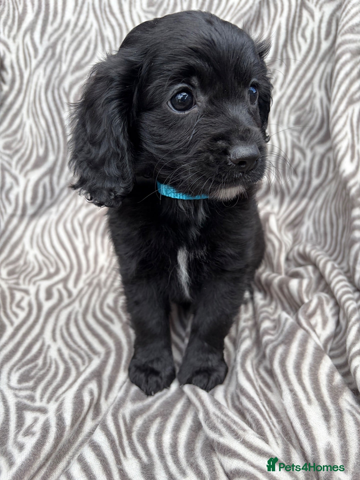 Cavapoo dogs 🐾💕STUNNING CAVAPOOS 💕🐾 - Advert 1