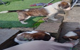 Mixed Breed dogs for sale: Beautiful Cocker X Collie Pups  - Image 30