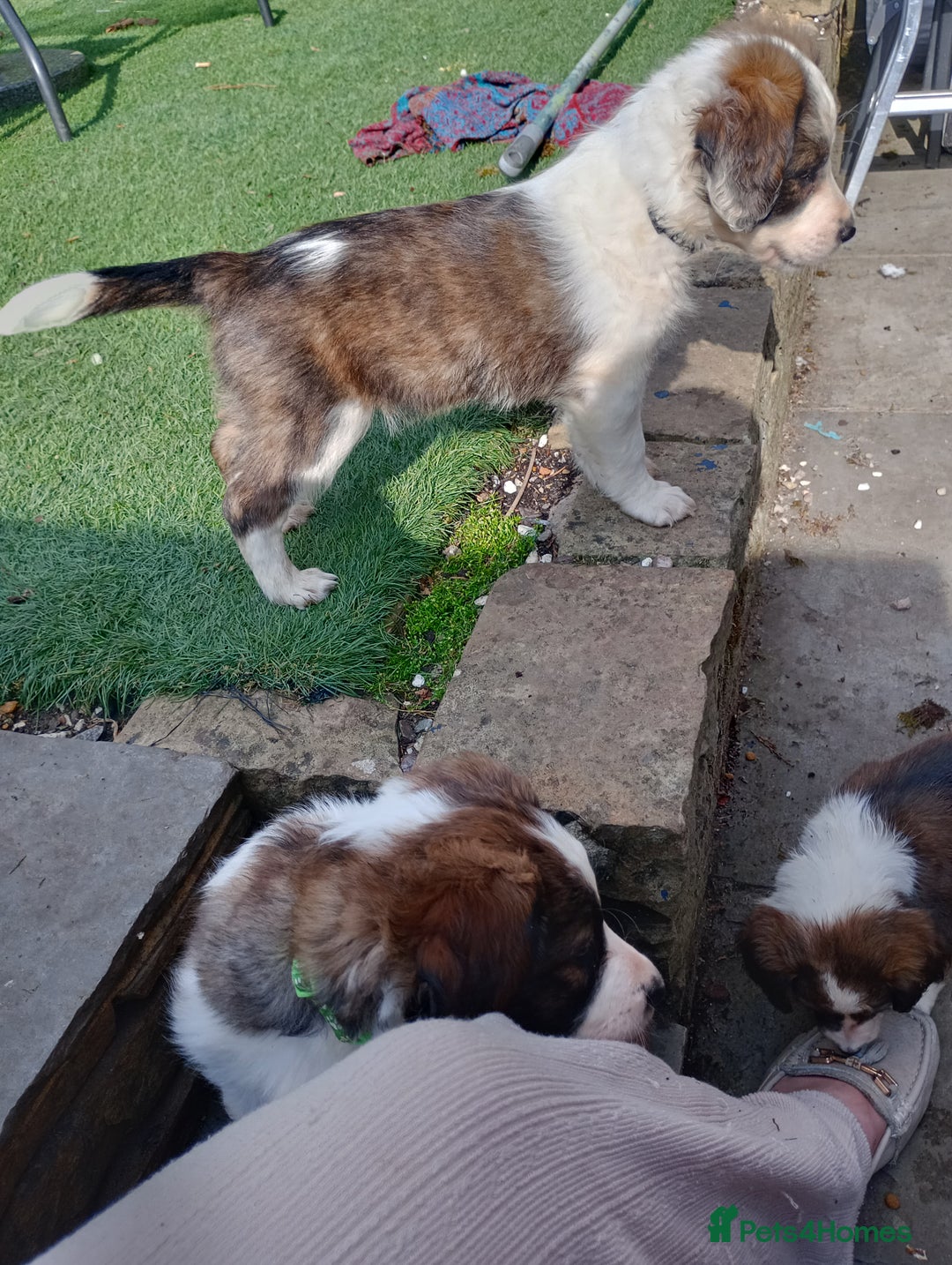 Mixed Breed dogs for sale: Beautiful Cocker X Collie Pups  - Image 30