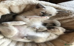 Tonkinese cats for sale: Exquisite Tonkdolls - Image 9