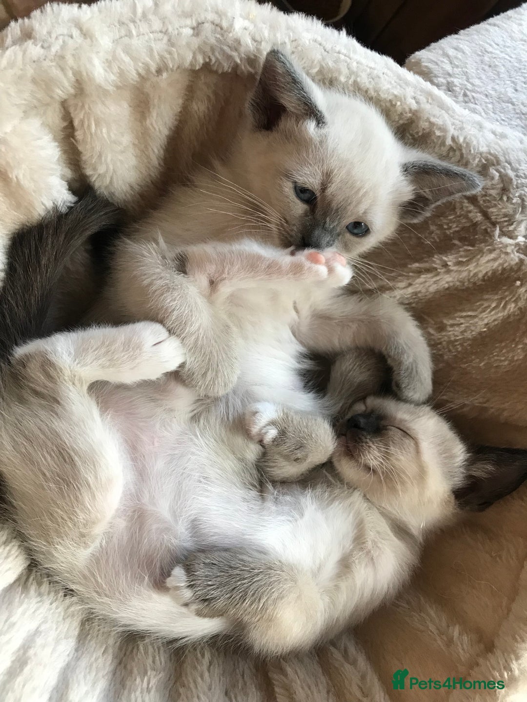 Tonkinese cats for sale: Exquisite Tonkdolls - Image 9