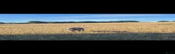 Labrador Retriever dogs for sale: Chocolate Labrador Puppies - Advert 7