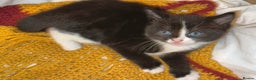 Mixed Breed cats for sale: 4 Beautiful TUXEDO Kittens Available <3 - Advert 24