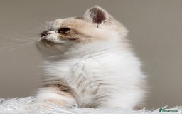 Exotic cats for sale: Registered Brothers  - Image 13