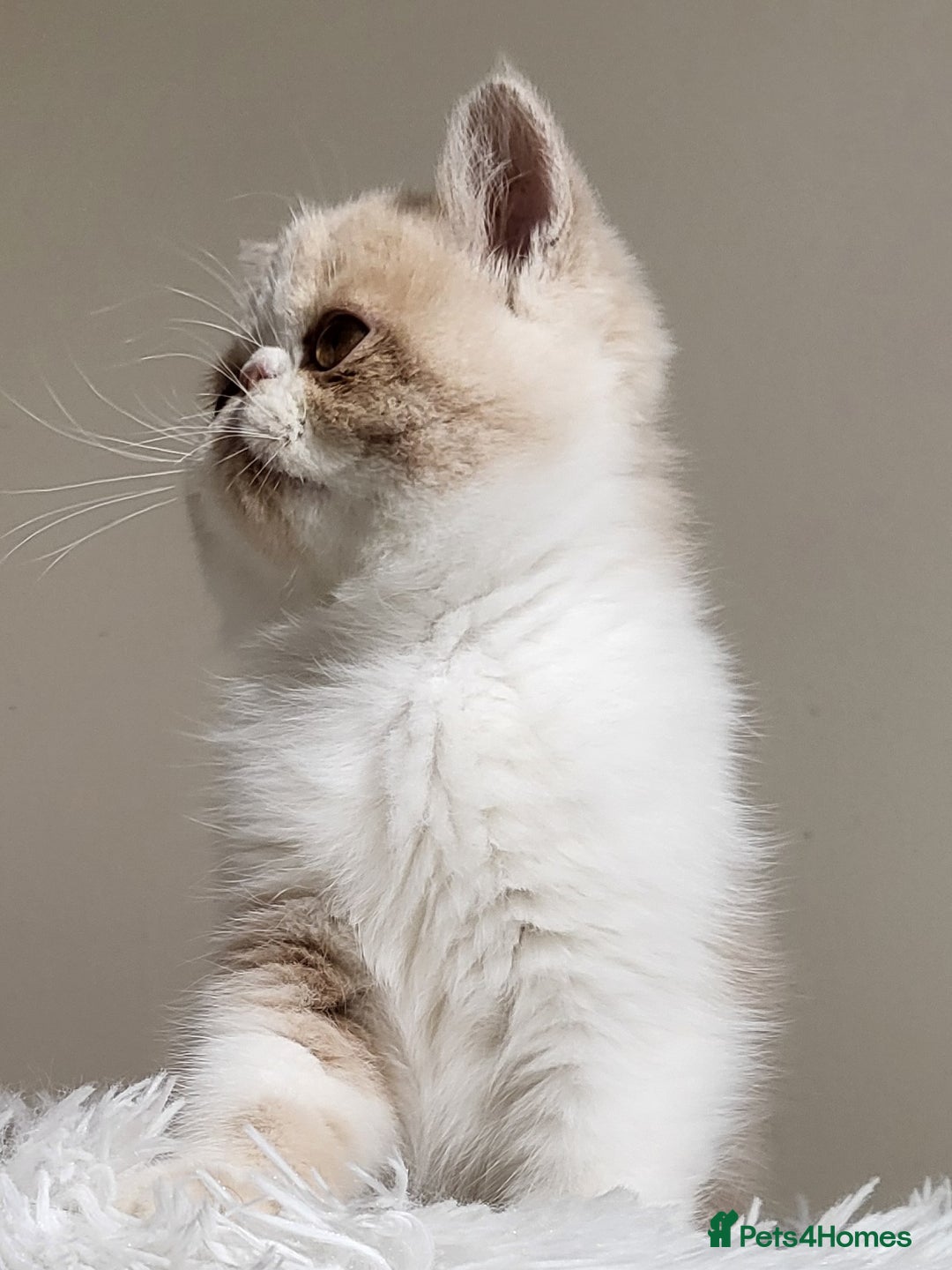 Exotic cats for sale: Registered Brothers  - Image 13