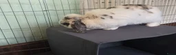 English Spot rabbits for sale: Neutred beautiful boy looking gor his forever home - Advert 28