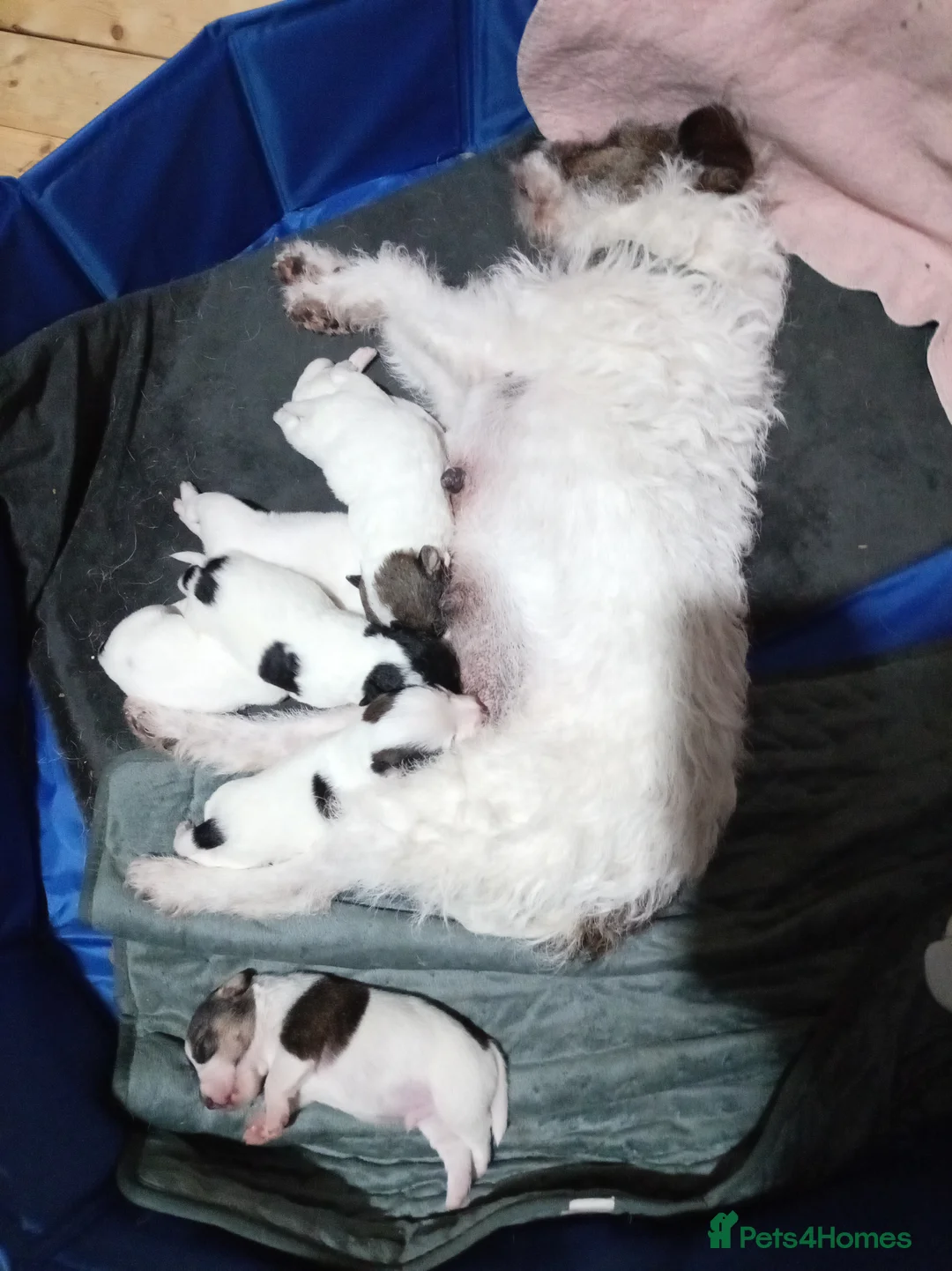 Jack Russell dogs for sale: Jack Russell puppies for sale  - Advert 5