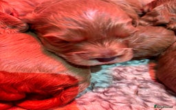 Cavapoo dogs for sale: Cavapoo Pups  - Image 7