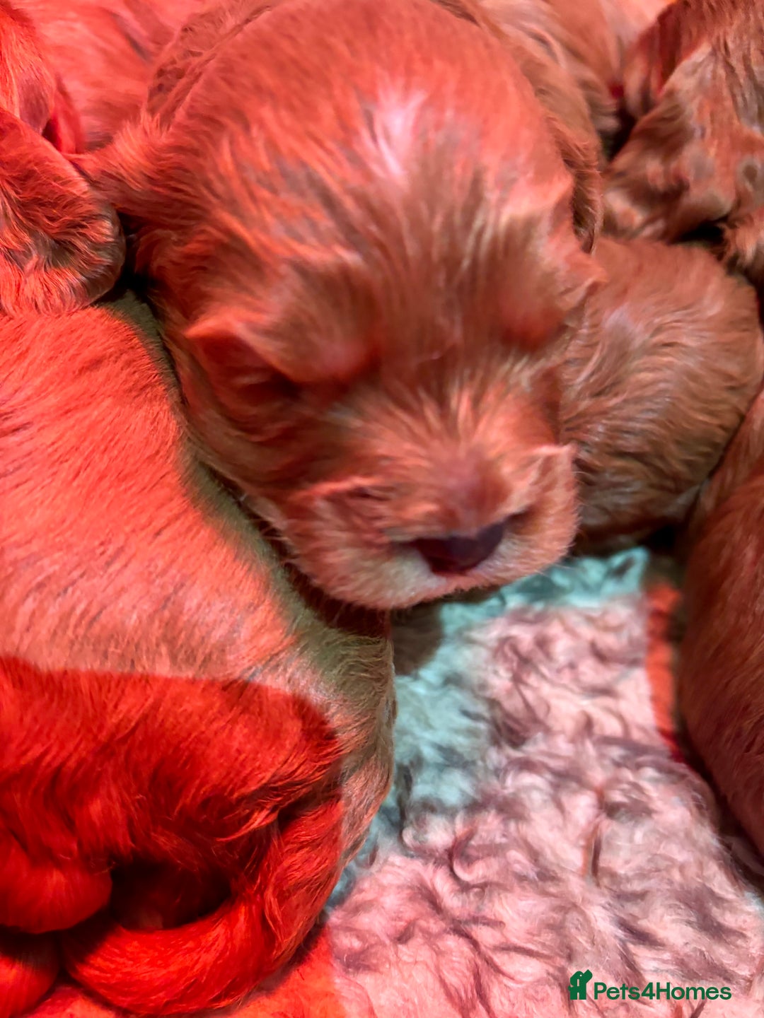 Cavapoo dogs for sale: Cavapoo Pups  - Image 7