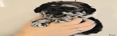 Marble