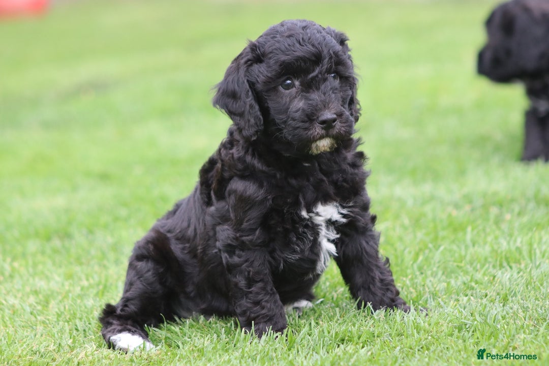Cavapoochon dogs for sale: Beautiful Cavapoochon puppies for sale - Image 5