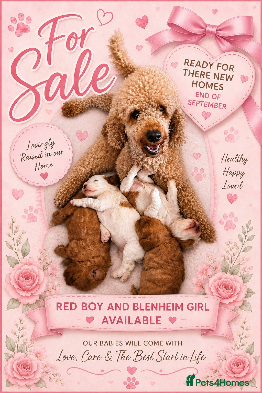 Cavapoo dogs Cavapoo puppies 💖 - Advert 19