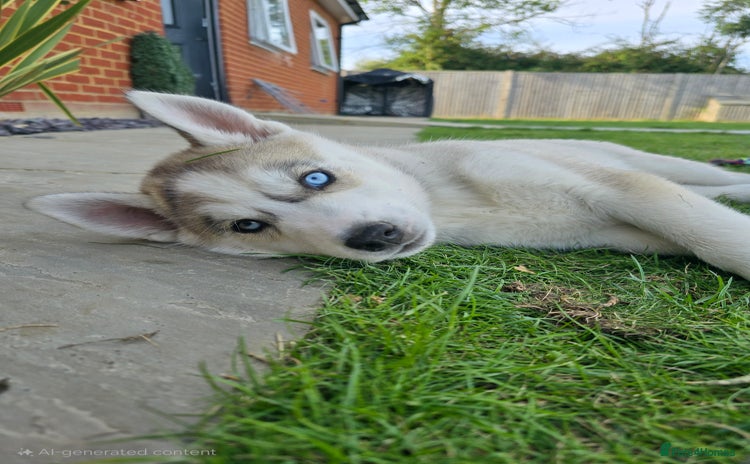 Siberian Husky dogs - Advert 2