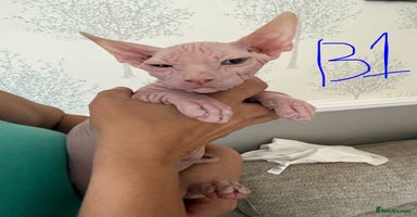 Sphynx cats - Advert 14