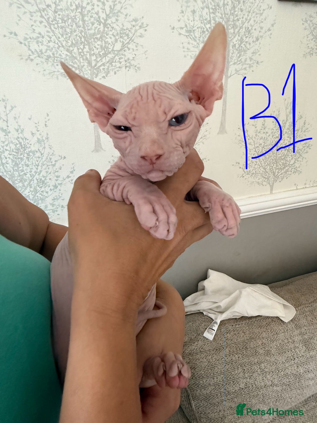 Sphynx cats for sale: 3 Sphynx boys - Image 2