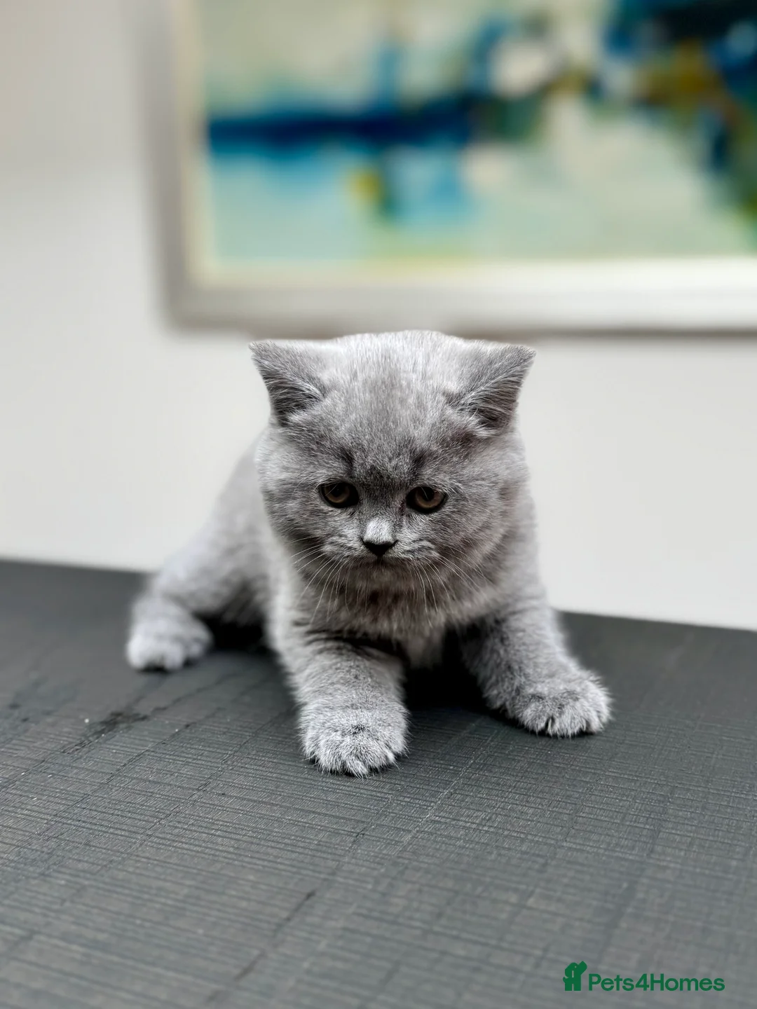 British Shorthair cats for sale: Stunning Pedigree British Shorthair Kittens - Advert 13