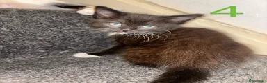 Mixed Breed Kitten 2