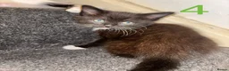 Mixed Breed cats for sale: 4 Ragoll-cross kittens available  - Advert 4