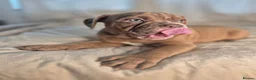 Olde English Bulldogge dogs for sale: Ready now Rare F4 Olde English Bulldogge! - Advert 14
