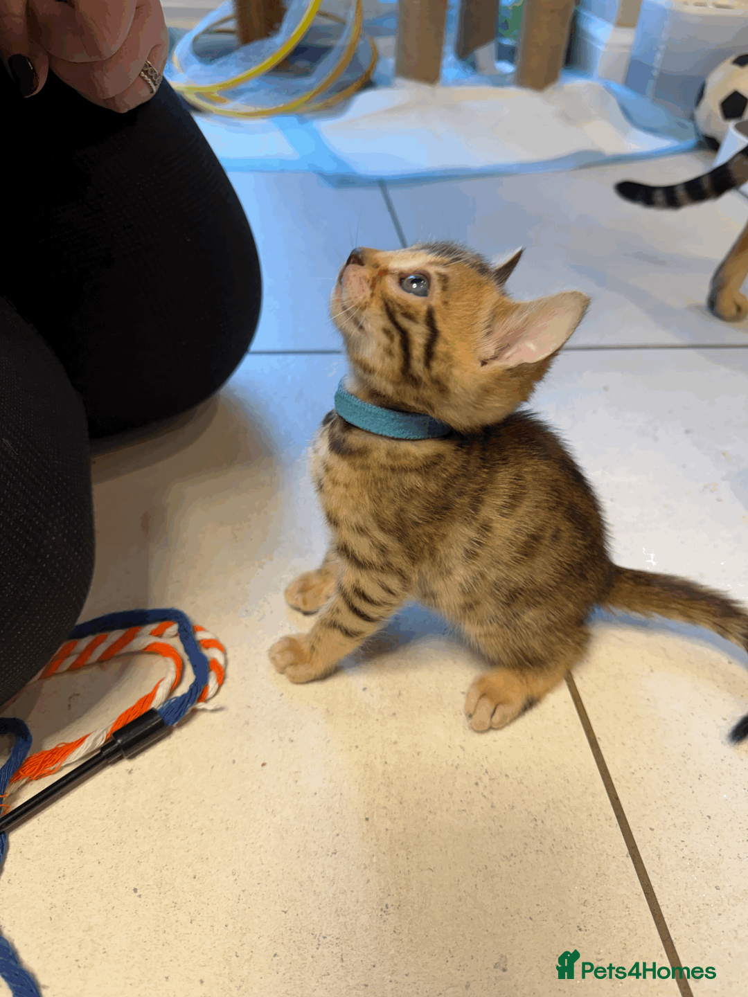 Bengal cats for sale: 🐾 Purebred Bengal Kittens for Sale 🐾 - Advert 6