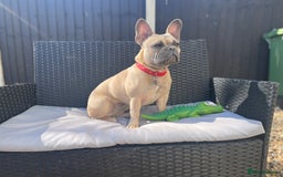French Bulldog dogs for sale: French bulldog  - Image 5