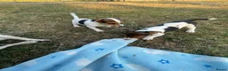 Jack Russell dogs for sale: Jack Russell - Advert 6