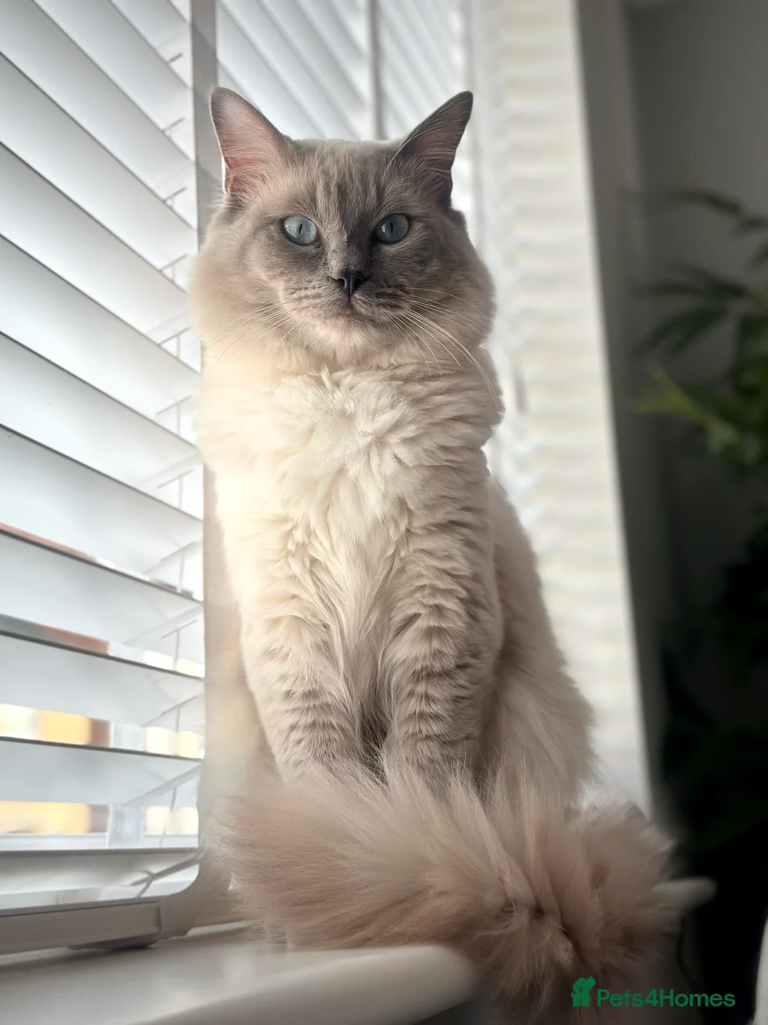 Ragdoll cats for stud: DNA TESTED🧬 Blue Point, Choc Carrier Ragdoll STUD - Advert 14