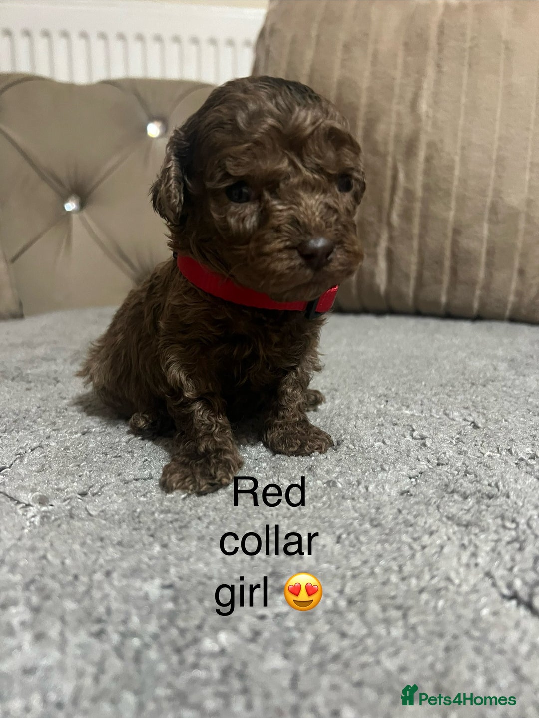 Cavapoo dogs for sale: Cavapoos ready 22nd January  - Advert 5