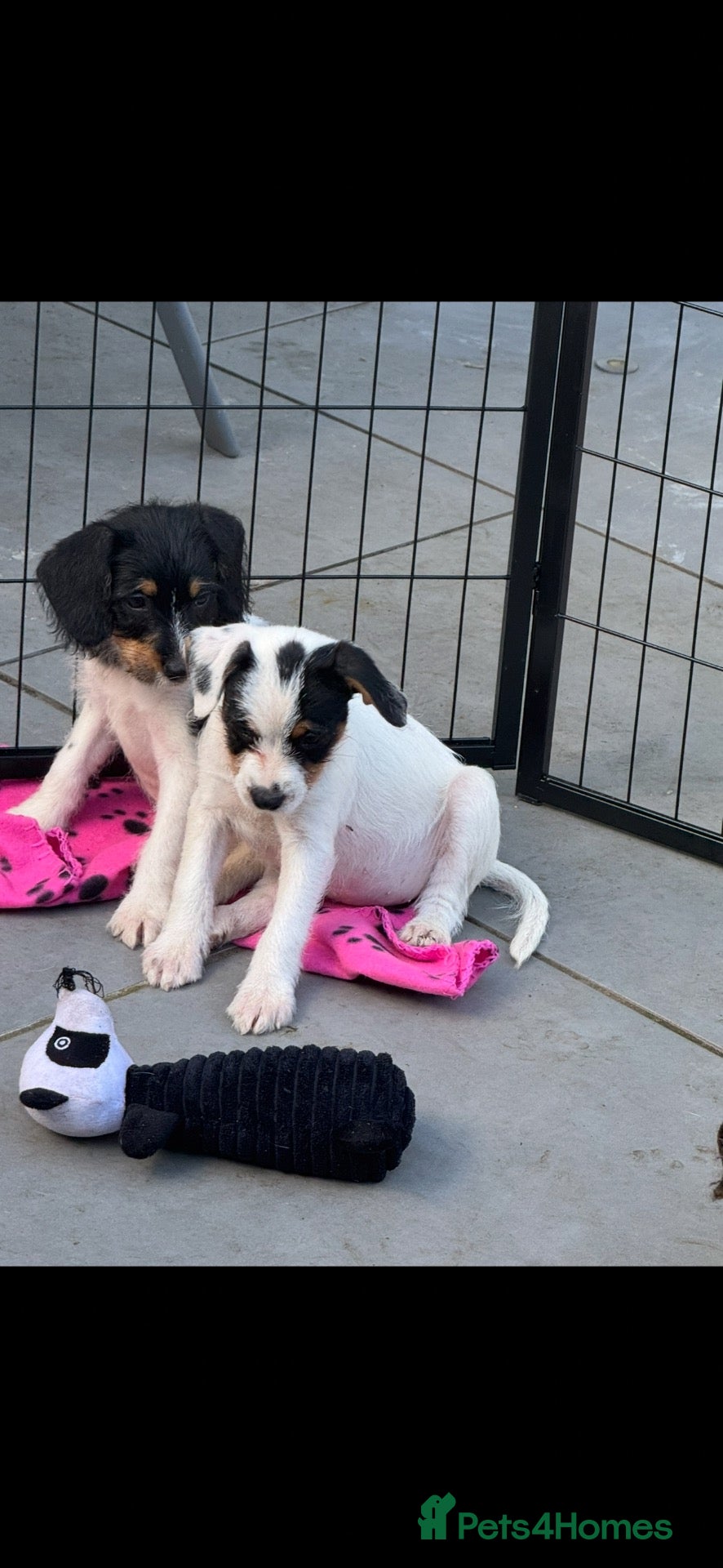 Jack Russell dogs jack Russell puppys 4💙. 6🩷 - Advert 1