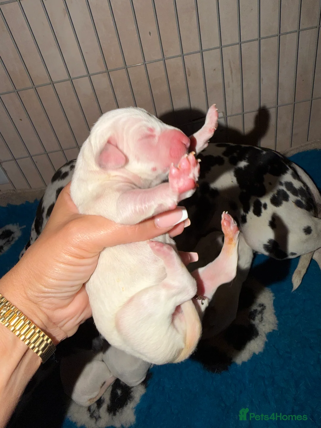 Dalmatian dogs for sale:  🐾✨DALMATION PUPPIES Perdy and Pongos - Advert 2