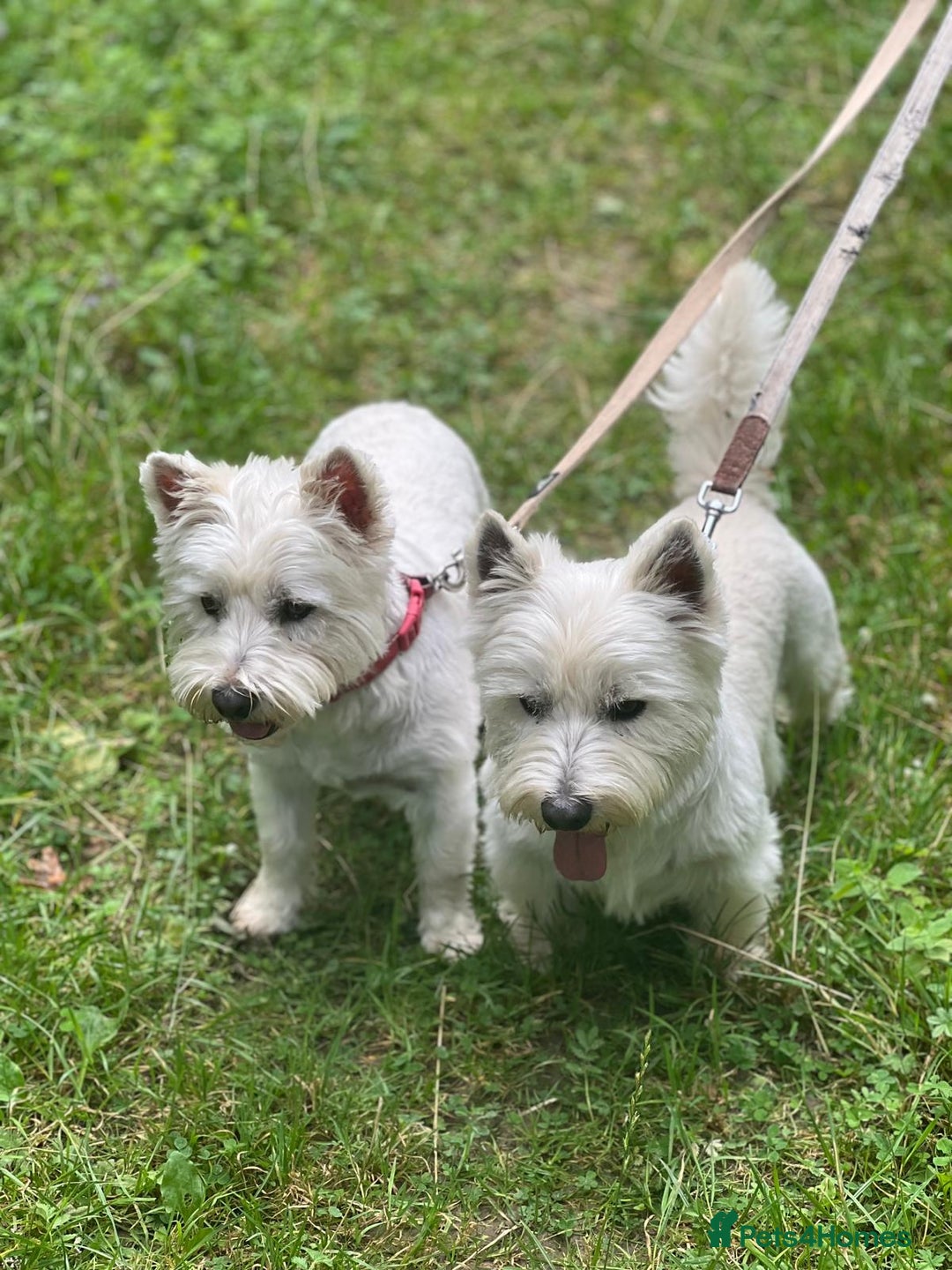 West Highland Terrier dogs for sale: Adorable cute little Westies need forever homes - Advert 10